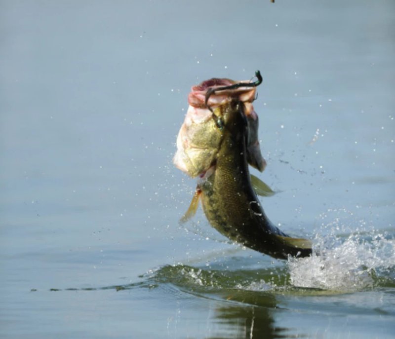 Introduction to big bass splash slot