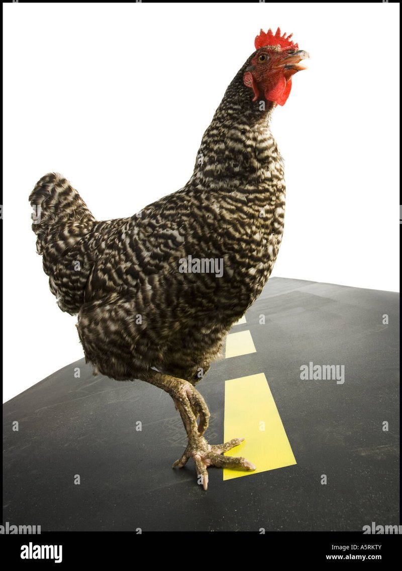 Image: Ontdek de Echte Sensatie van Chicken Road Casino in Nederland